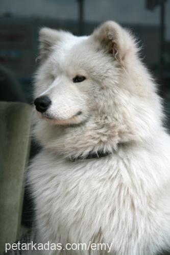 pasha Erkek Samoyed