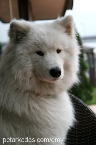 pasha Erkek Samoyed