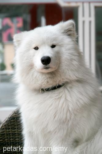 pasha Erkek Samoyed