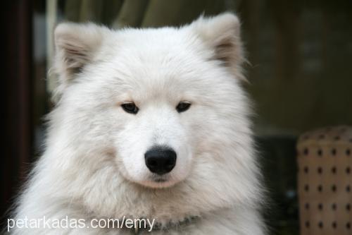 pasha Erkek Samoyed