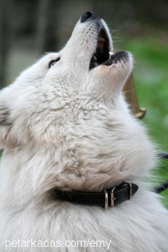 pasha Erkek Samoyed