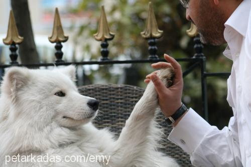 pasha Erkek Samoyed