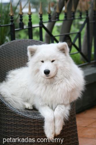 pasha Erkek Samoyed