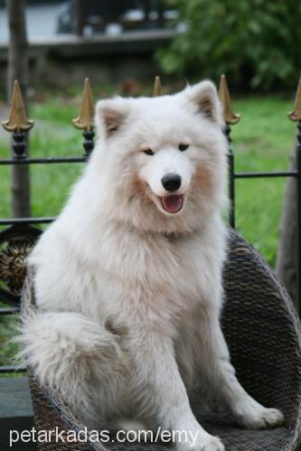 pasha Erkek Samoyed