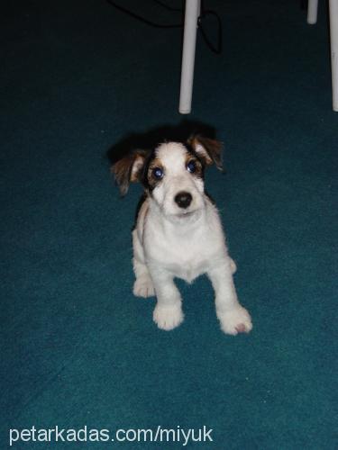 foxy Dişi Fox Terrier (Wire)