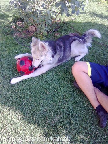 Şeytan Erkek Alaskan Malamute