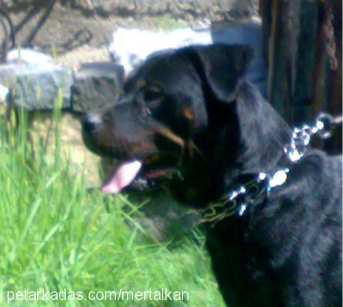 rose Dişi Rottweiler