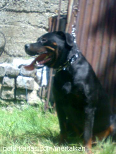 rose Dişi Rottweiler