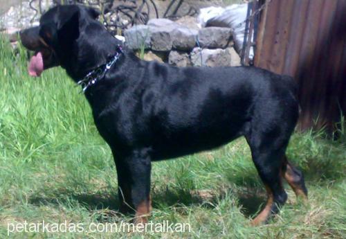 rose Dişi Rottweiler