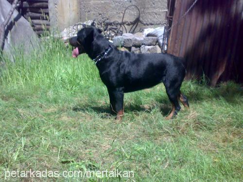 rose Dişi Rottweiler