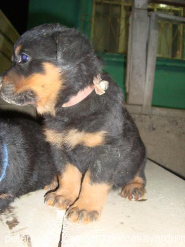 daisy Dişi Rottweiler