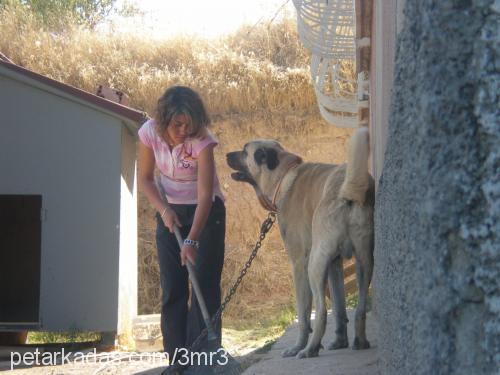 paŞa Erkek Kangal