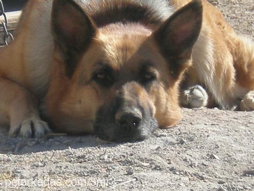 kontes Dişi Alman Çoban Köpeği