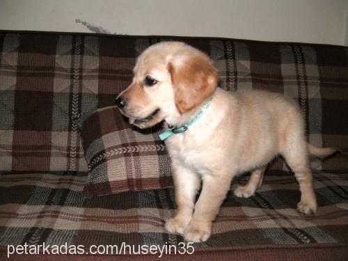 zilli Dişi Golden Retriever