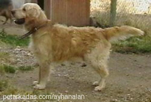 siber Erkek Golden Retriever