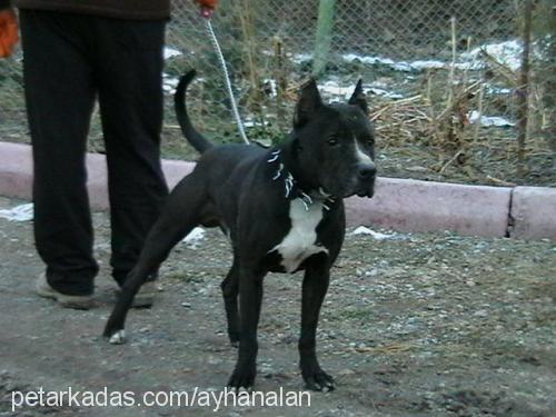 tyson Erkek Amerikan Staffordshire Terrier