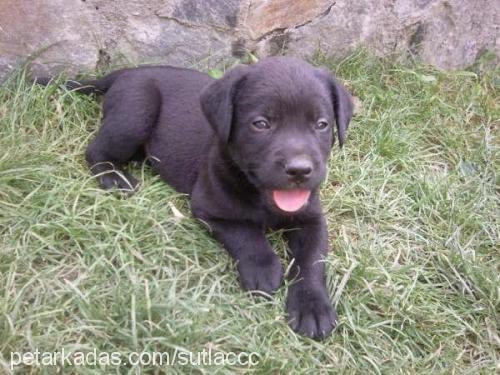 sütlaç Erkek Labrador Retriever