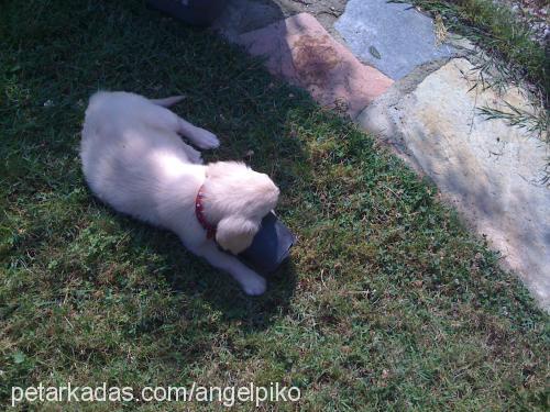 angel Dişi Golden Retriever