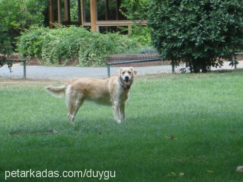 linda Dişi Golden Retriever