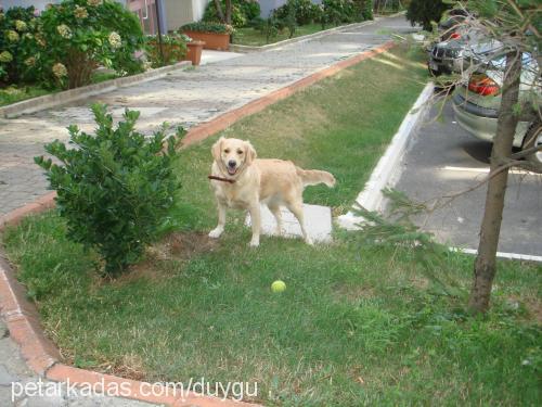 linda Dişi Golden Retriever