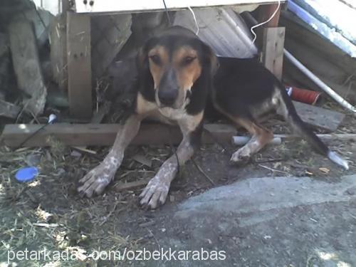 zeytin Dişi Alman Kısa Tüylü Pointer