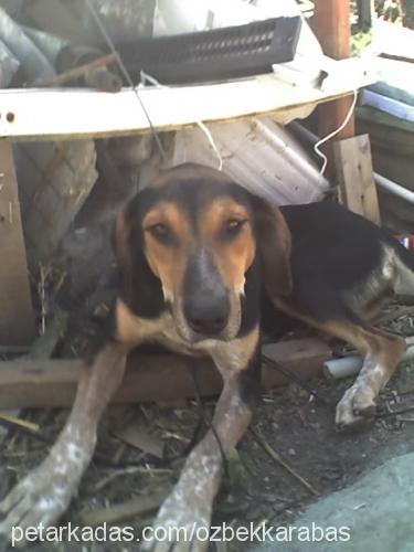 zeytin Dişi Alman Kısa Tüylü Pointer