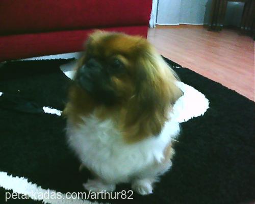 arthur Erkek Pekingese