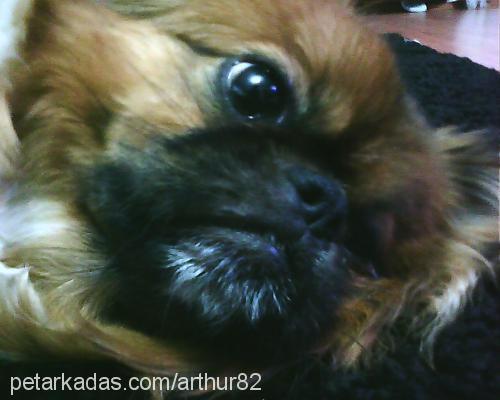 arthur Erkek Pekingese