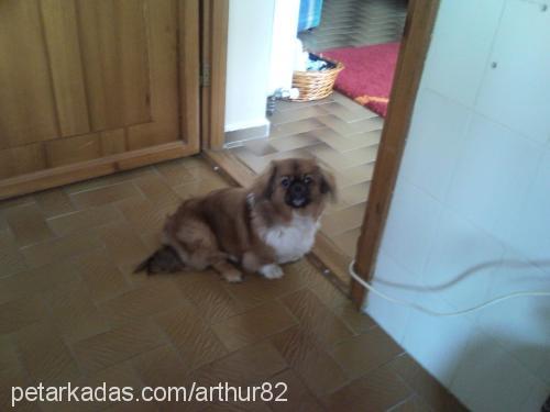 arthur Erkek Pekingese