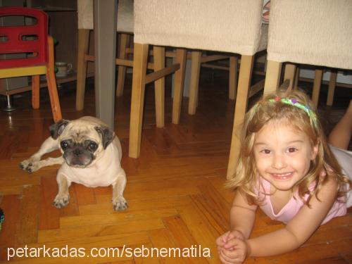 bebik Dişi Pug