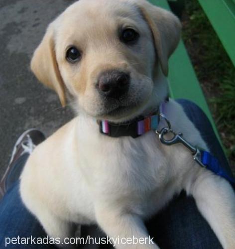 ozesevgİ Dişi Labrador Retriever