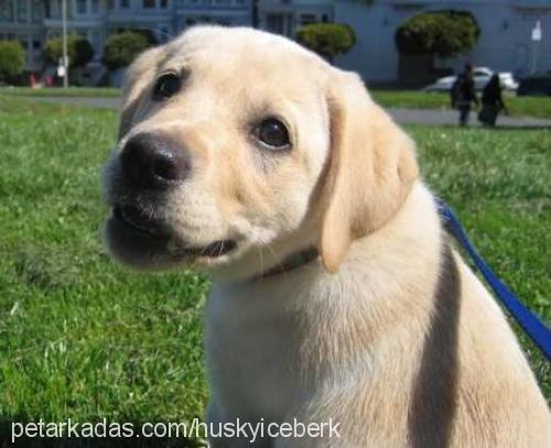 ozesevgİ Dişi Labrador Retriever