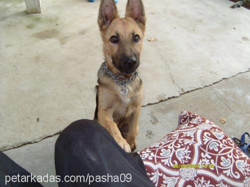 lady Dişi Alman Çoban Köpeği