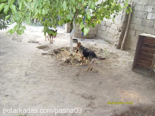 lady Dişi Alman Çoban Köpeği