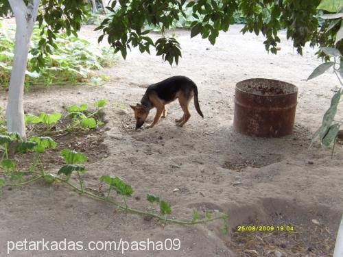 lady Dişi Alman Çoban Köpeği