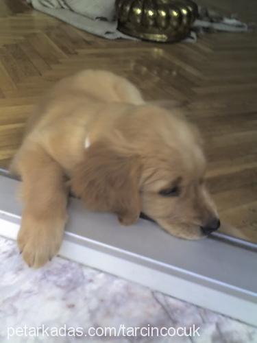 tarçınÇocuk Dişi Golden Retriever