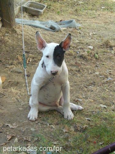 mayki Erkek Bull Terrier