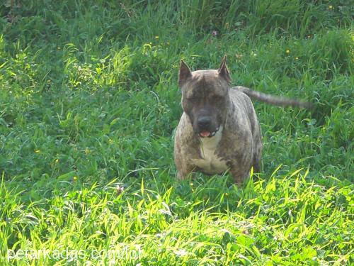 zagorkarataş Erkek Amerikan Pitbull Terrier