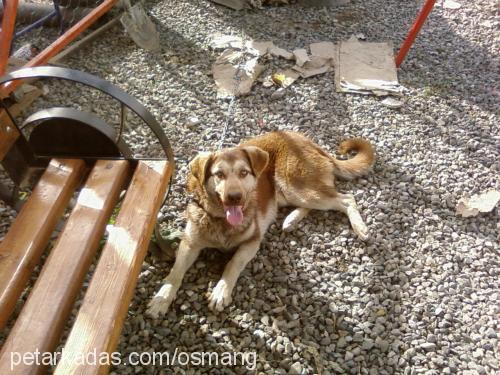 çakır Erkek Alman Çoban Köpeği