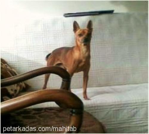 ejder Erkek Minyatür Pinscher