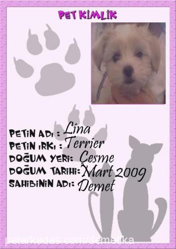 lina Dişi Cairn Terrier