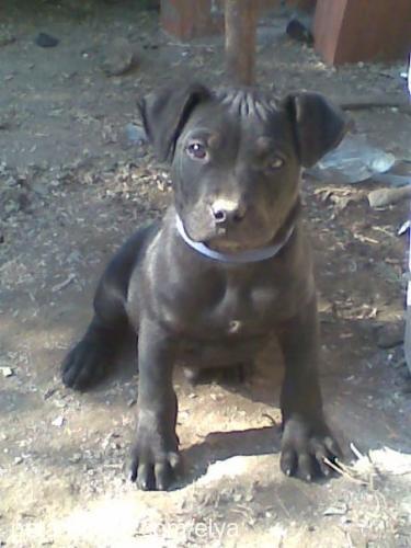 efe Erkek Amerikan Staffordshire Terrier