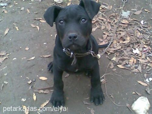 efe Erkek Amerikan Staffordshire Terrier