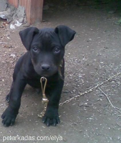 efe Erkek Amerikan Staffordshire Terrier