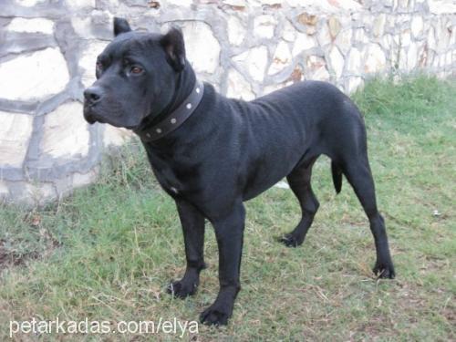 efe Erkek Amerikan Staffordshire Terrier