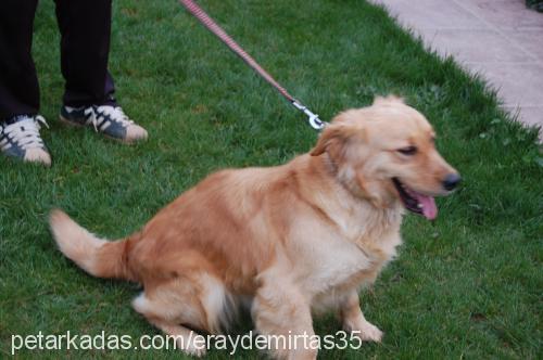 ice Dişi Golden Retriever