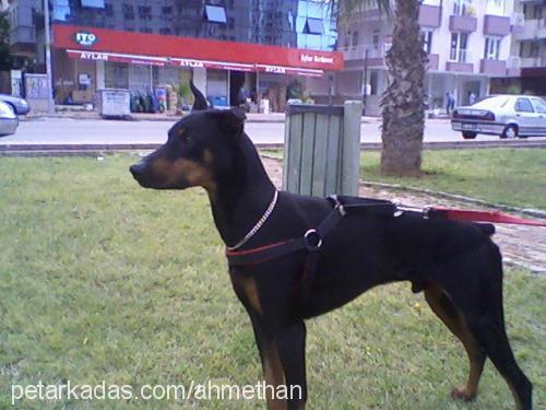 kont Erkek Doberman Pinscher