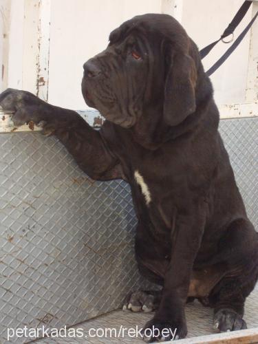 dodi Dişi Napoliten Mastiff