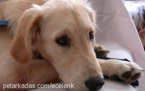 badi Erkek Golden Retriever