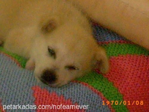 alexdesouza Erkek Golden Retriever